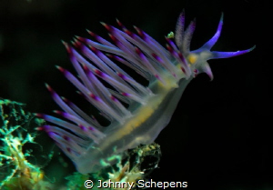 Flabellina reaching out to the "unknown". Nikon D 200 wit... by Johnny Schepens 